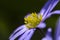 Blauwe anemoon, Apennine Windflower, Anemone apennina