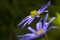 Blauwe anemoon, Apennine Windflower, Anemone apennina
