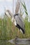 Blauwe Reiger, Grey Heron, Ardea cinerea