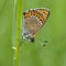 Blauwe vuurvlinder, Violet Copper, Lycaena helle