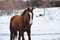 Blaze face sorrel horse in Texas winter snow