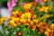 Blazing Fire bidens blooming in the garden yellow and orange pointed pedaled flower