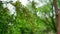 Blazing green Alcana or Mehandi medicinal tree. Little buds growing in spring season. Greenish flowering plant.