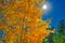 Blazing orange and golden yellow aspen leaves with sun and sky backdrop