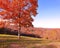 Blazing Red Oak tree in Eastern Missouri