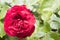 Blazing red rose after rain in garden