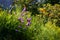 Blazing star, Orange Lilies garden, church grounds summertime