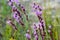 Blazing Stars in Purple along the Road in Hawthorne, Florida