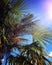 Blazing sun, blue sky, palm tree leaves