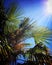Blazing sun, blue sky, palm tree leaves