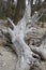 Bleached Live Oak stump at the Boneyard on Botany Bay Plantation SC