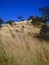 BLEACHED PALE LONG WILD GRASS ON A HILL AGAINST AN AZURE SKY IN WINTER ON THE SOUTH AFRICAN HIGHVELD