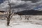 Bleached, petrified trees in the terraces of Mammoth Hot Springs in Yellowstone National Park