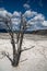 Bleached, petrified trees in the terraces of Mammoth Hot Springs in Yellowstone National Park