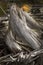 Bleached tree stump amid driftwood on Flagstaff Lake beach, Maine