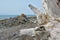 Bleached tree stump on St-Lawrence river coast line