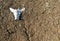 Bleached weathered cattle spine bone lying on dry ground