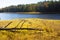 Bleached wood on golden shoreline of Buckingham Reservoir in Connecticut