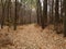 Bleak and deserted forest in late autumn