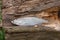 Bleak fish on the natural background.