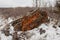 Bleak winter arctic steppe orange lichens rock
