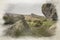 Bleak winter digital watercolour painting of Gib Torr, and The Roaches in the Peak District National Park