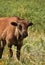 Bleating American Buffalo Calf in a Field
