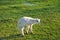 Bleating lamb on the meadow