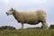 Bleating sheep is standing firm on the grass, on a dike in Holland