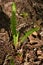 Blechnum spicant hard fern growing in the forest soil. Northwestern Spain