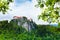 Bled castle cliff