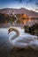 Bled, Slovenia - Sunrise at the beautiful Lake Bled with swan and the Pilgrimage Church of the Assumption of Maria