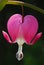 Bleeding heart