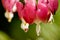 Bleeding Heart Background