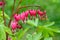 Bleeding Heart flower