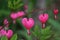 Bleeding heart flower