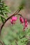 Bleeding Heart flower