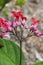 Bleeding heart flower blooming at a tropical garden