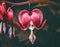 Bleeding heart flower on dark background, macro image