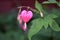 Bleeding heart flower, pink rose garden. Dicentra plant. Love spirit in the nature, beautiful romantic photo. Fall in love flower