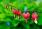 Bleeding Heart Flowers