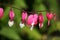 Bleeding Heart flowers Dicentra spectabilis.