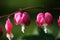 Bleeding Heart flowers Dicentra spectabilis.