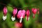 Bleeding Heart flowers Dicentra spectabilis.