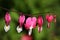 Bleeding Heart flowers Dicentra spectabilis.