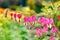 Bleeding Heart flowers ( Dicentra spectabilis)