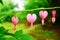 Bleeding heart flowers (Dicentra spectabils)