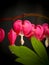 Bleeding heart flowers (Dicentra Spectabils) lyre flower love he