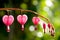 Bleeding Heart Flowers Diminishing