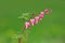 Bleeding heart flowers in the garden